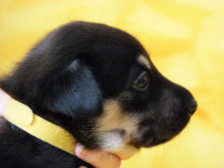 chinook puppy